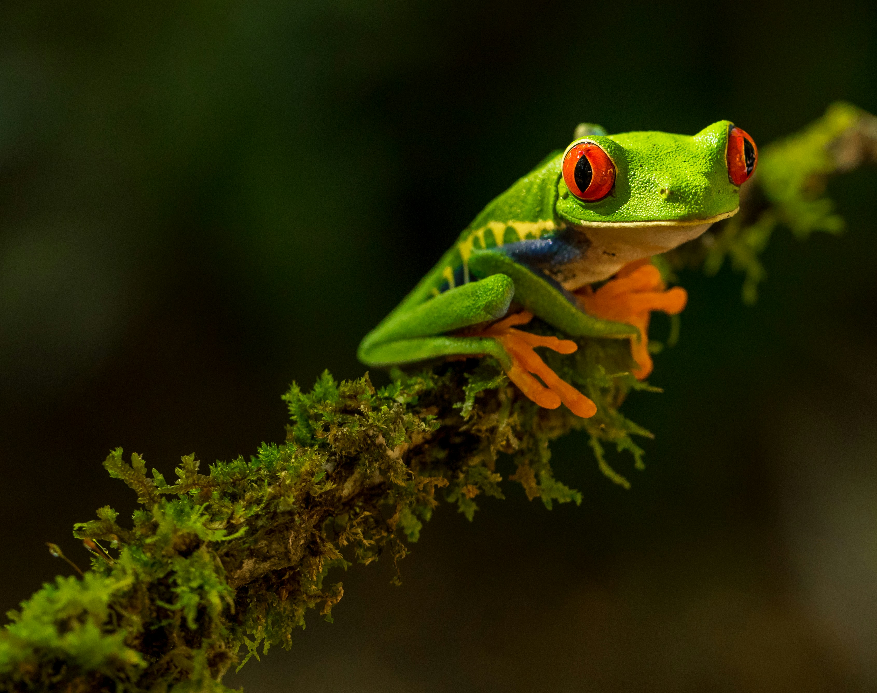 Total Costa Rica activity - Image 5